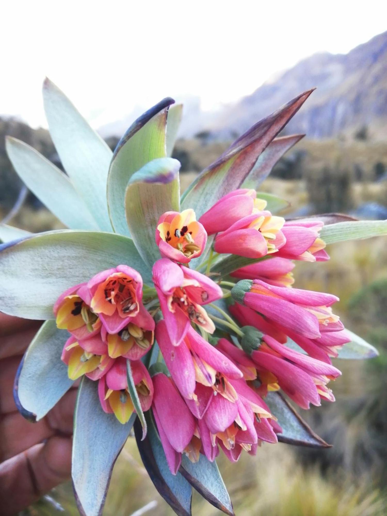 Amazing Huaraz Bed & Breakfast Exterior foto