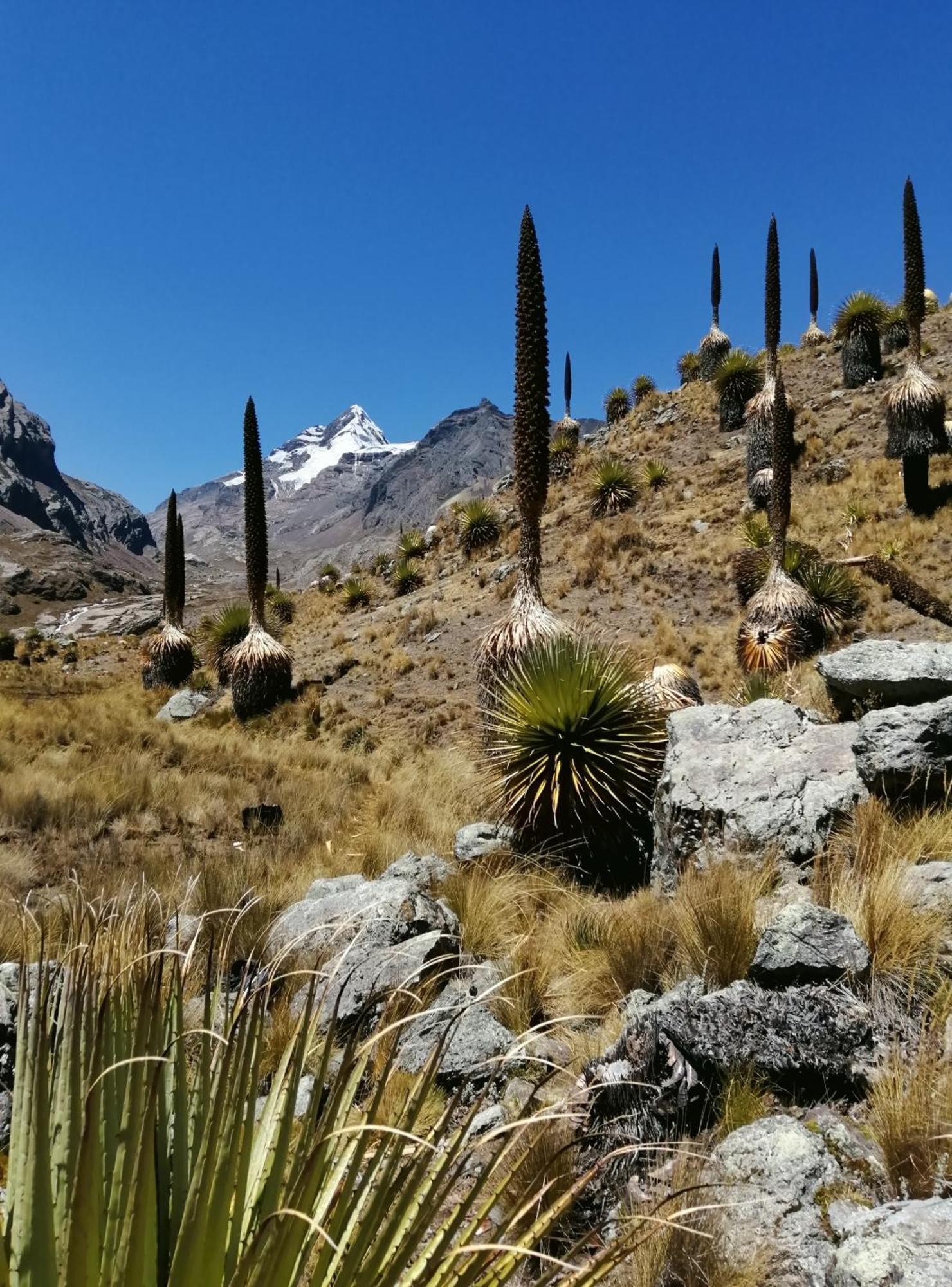Amazing Huaraz Bed & Breakfast Exterior foto